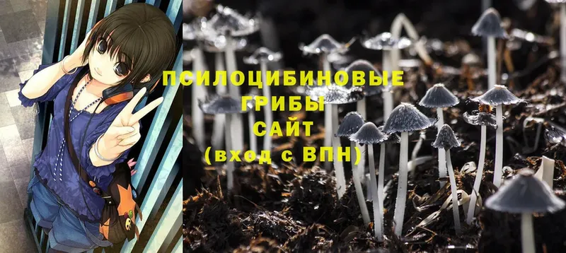 Псилоцибиновые грибы Psilocybine cubensis  Родники 